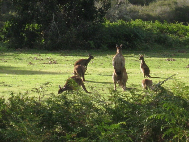 88 Vasse Highway, Nannup WA 6275