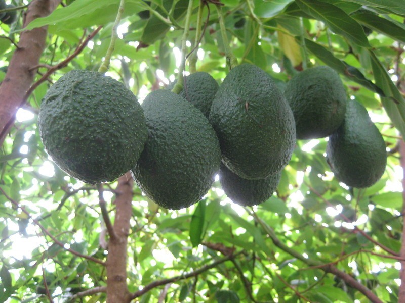 88 Vasse Highway, Nannup WA 6275