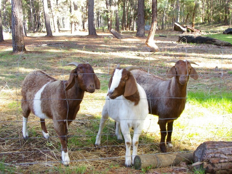 3 Chalwell Road, Nannup WA 6275