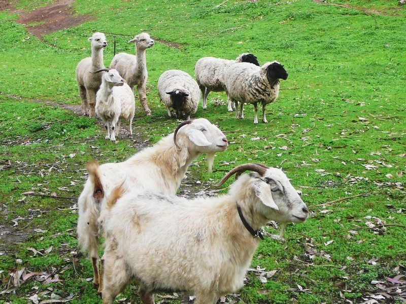 1/7 Balingup Road, Nannup WA 6275