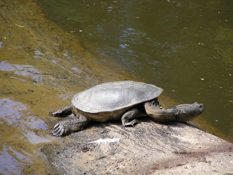 1/7 Balingup Road, Nannup WA 6275