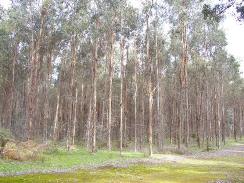 11215 Mount Lewin Loop Road, Nannup WA 6275