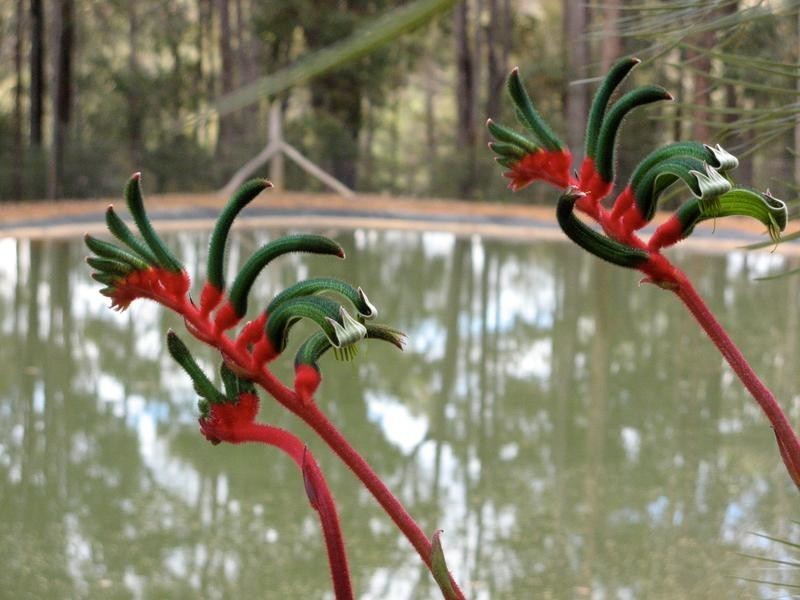 101 Chalwell Road, Nannup WA 6275