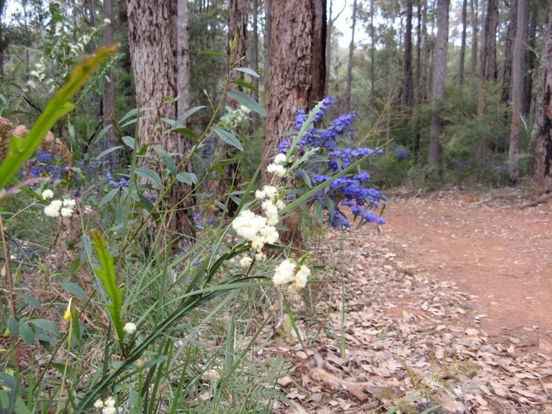 101 Chalwell Road, Nannup WA 6275