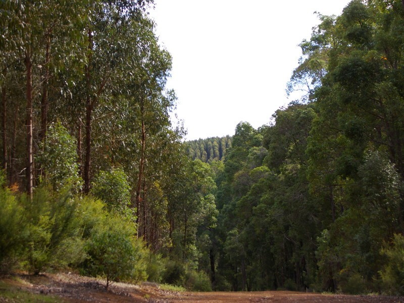 Lot 11189,  Mt Lewin Loop Road, Carlotta WA 6275