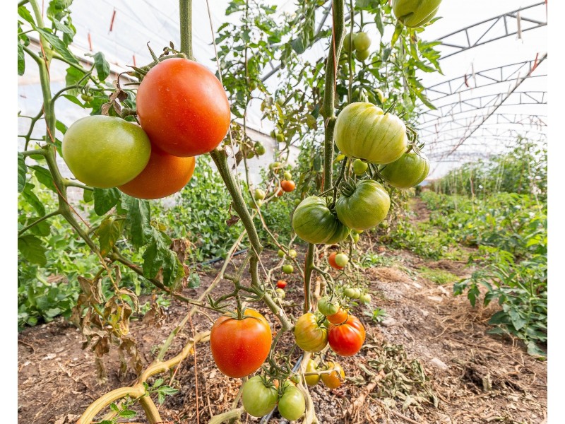 1349 Old Rosevale Road, Rosevale QLD 4340