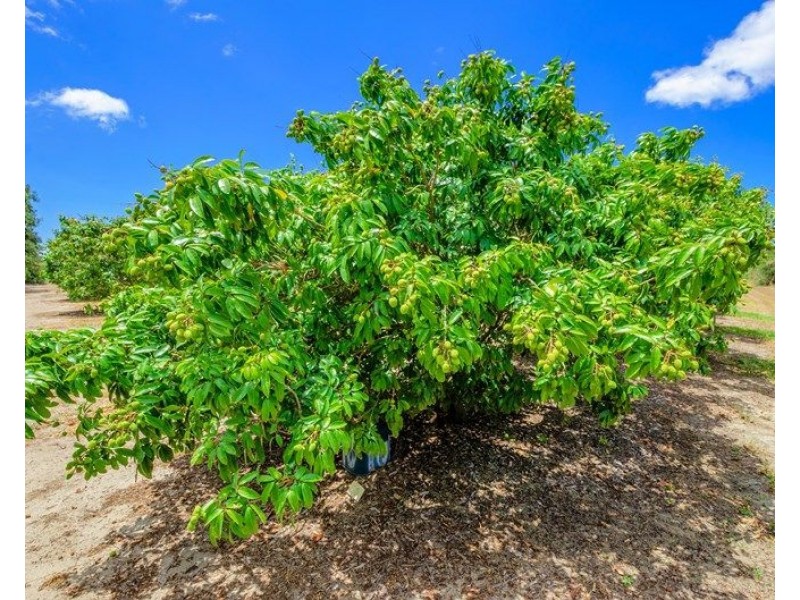 173 Bonels Road, Welcome Creek QLD 4670