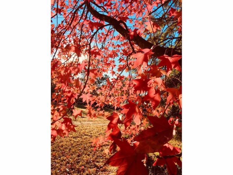 Agnes Banks NSW 2753