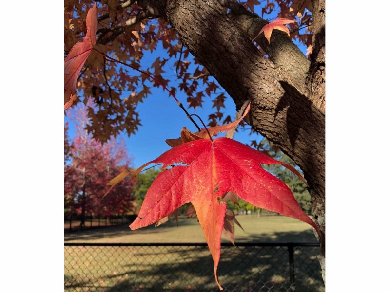 Agnes Banks NSW 2753