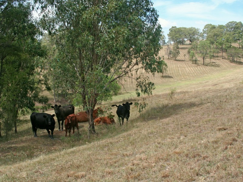 L320 Marrowbone Road, Pokolbin NSW 2320