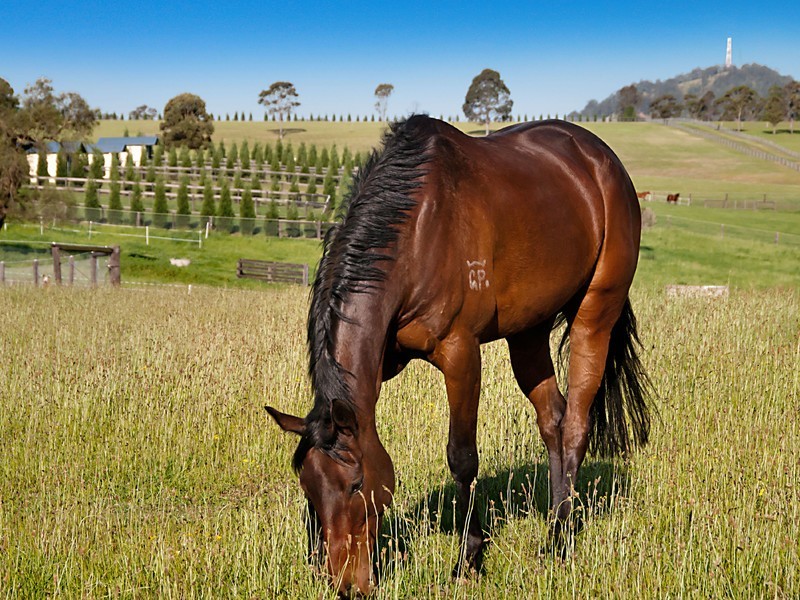 665 Luskintyre Road, Luskintyre NSW 2321