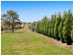 665 Luskintyre Road, Luskintyre NSW 2321