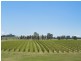 547 Old North Road, Pokolbin NSW 2320