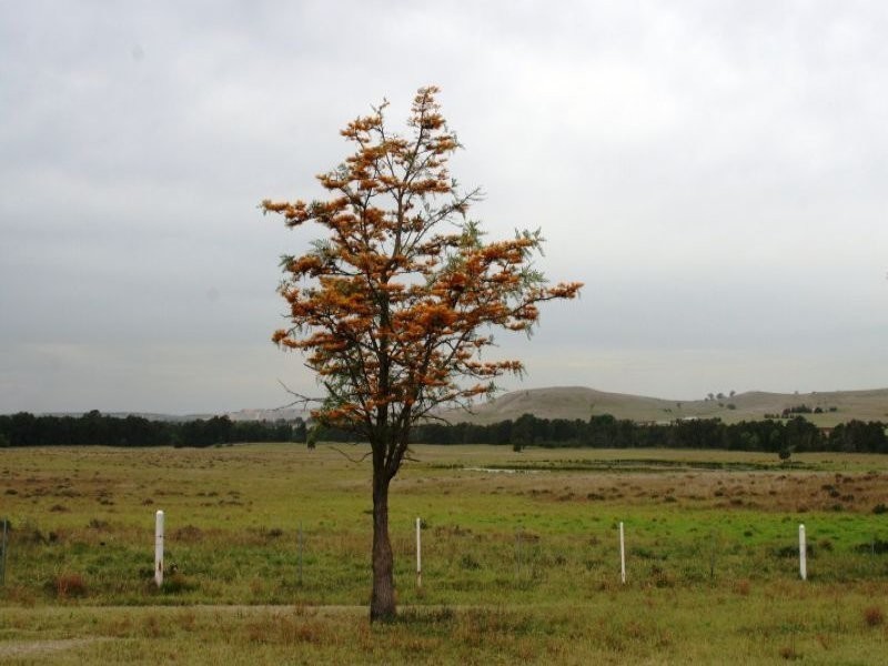 155 Milbrodale Road, Broke NSW 2330