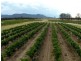 Lot 1 Deaseys Road, Pokolbin NSW 2320