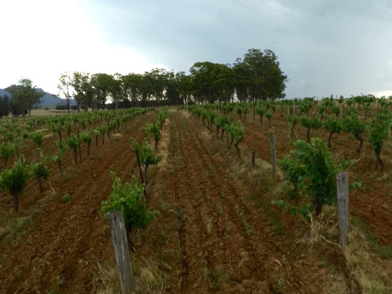 Lot 1 Deaseys Road, Pokolbin NSW 2320