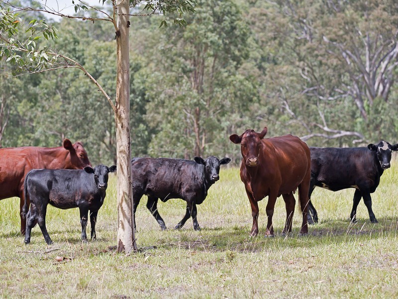 221 Blue Bonnet Road, Lambs Valley NSW 2335