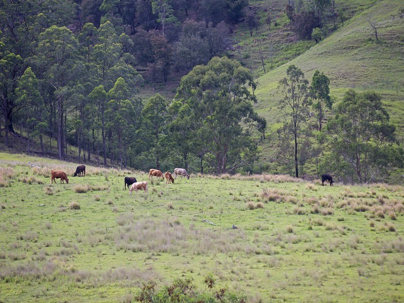 221 Blue Bonnet Road, Lambs Valley NSW 2335