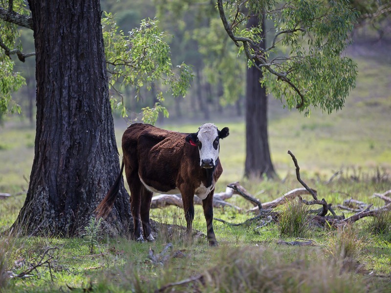 221 Blue Bonnet Road, Lambs Valley NSW 2335