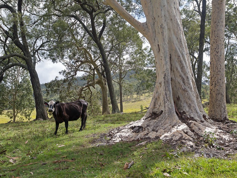 221 Blue Bonnet Road, Lambs Valley NSW 2335