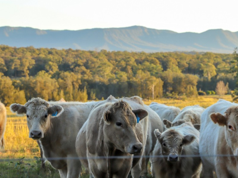 North Rothbury NSW 2335