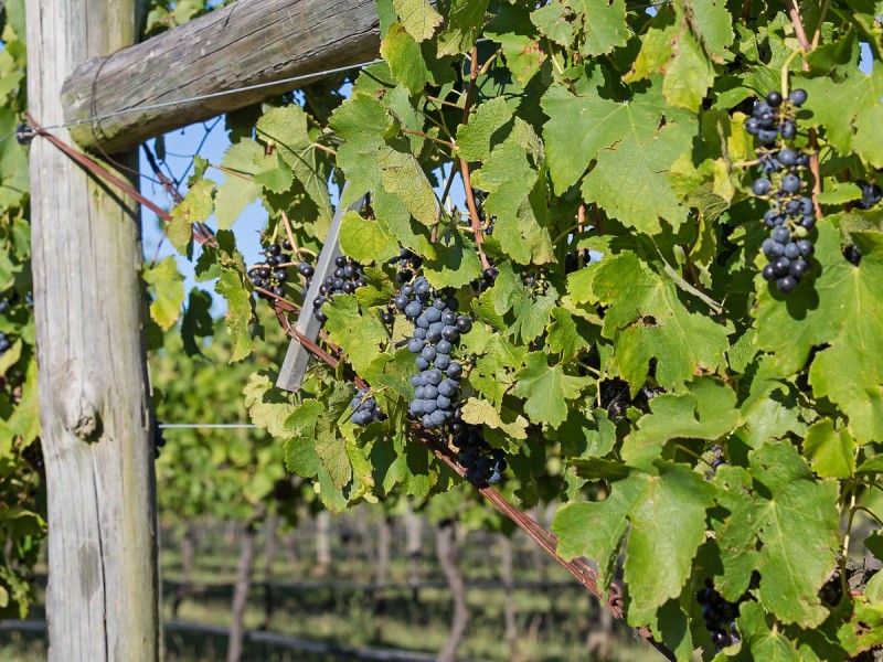 Lot 132,  Mistletoe Lane, Pokolbin NSW 2320