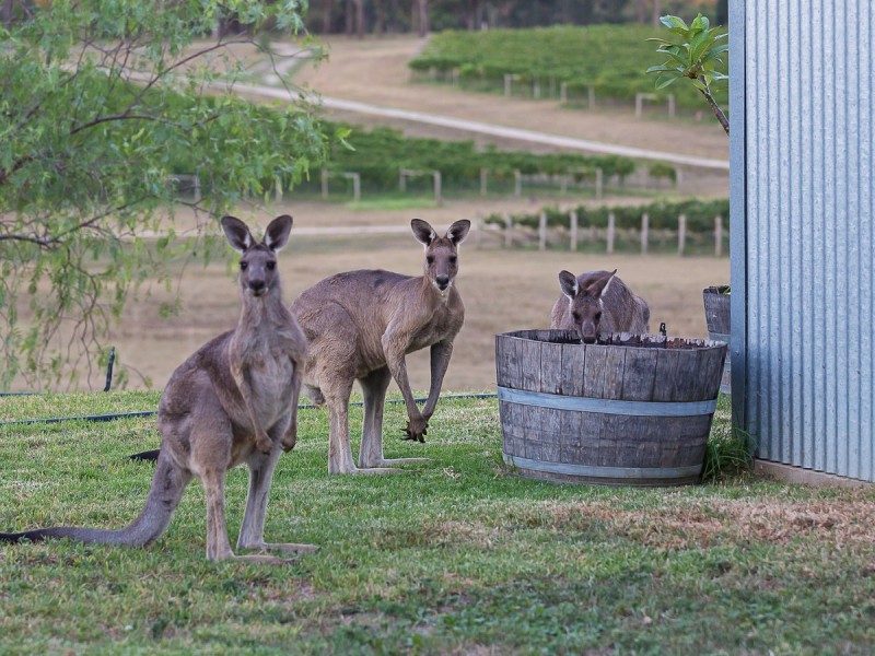 Lot 132,  Mistletoe Lane, Pokolbin NSW 2320