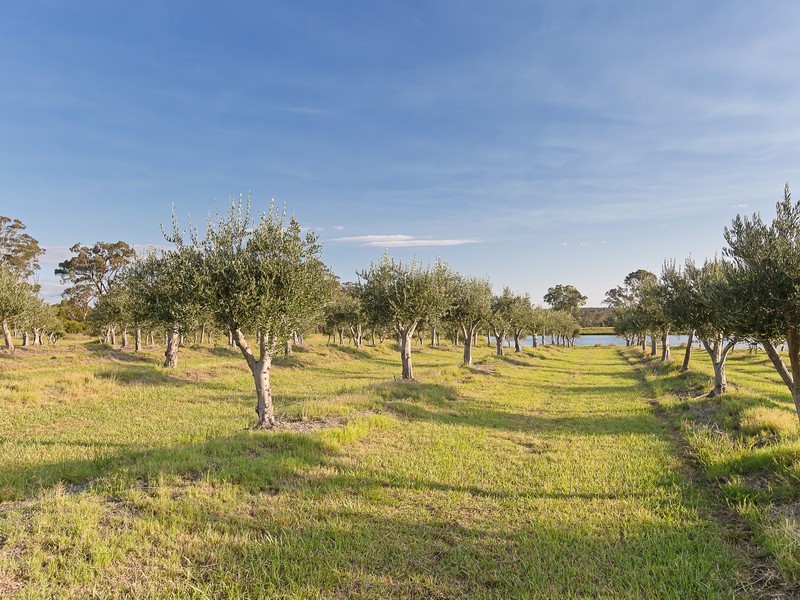 64 Majors Lane, Lovedale NSW 2325