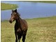 665 Luskintyre Road, Luskintyre NSW 2321