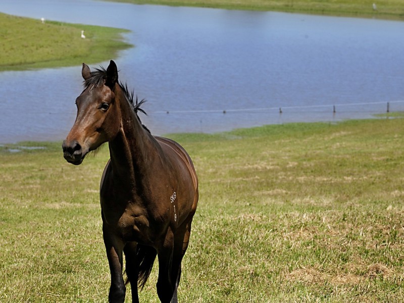 665 Luskintyre Road, Luskintyre NSW 2321