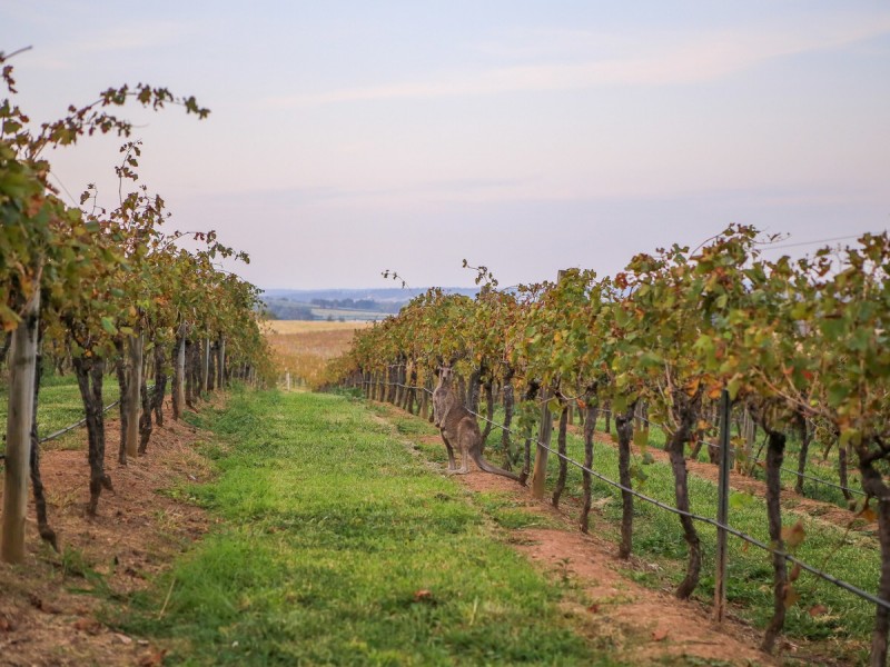 534 Oakey Creek Road, Pokolbin NSW 2320