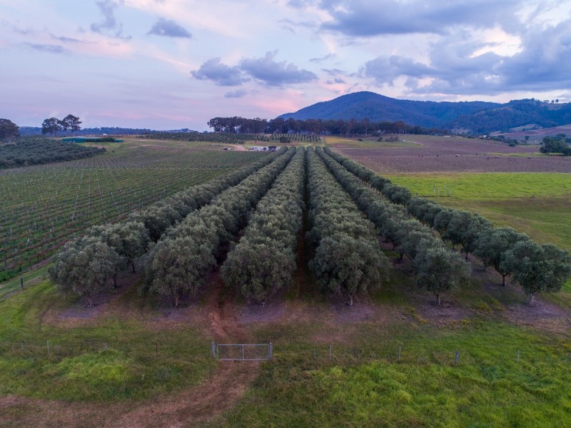 534 Oakey Creek Road, Pokolbin NSW 2320