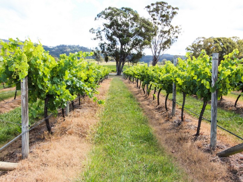 534 Oakey Creek Road, Pokolbin NSW 2320