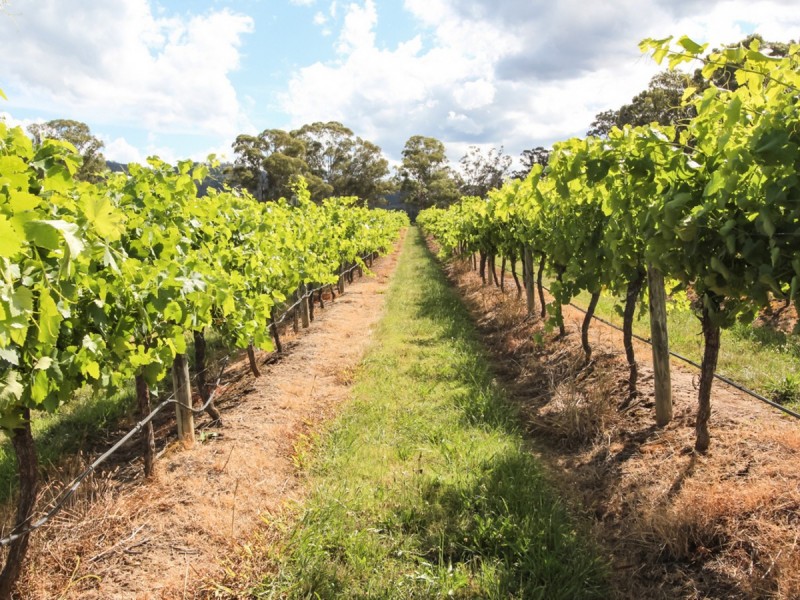 534 Oakey Creek Road, Pokolbin NSW 2320