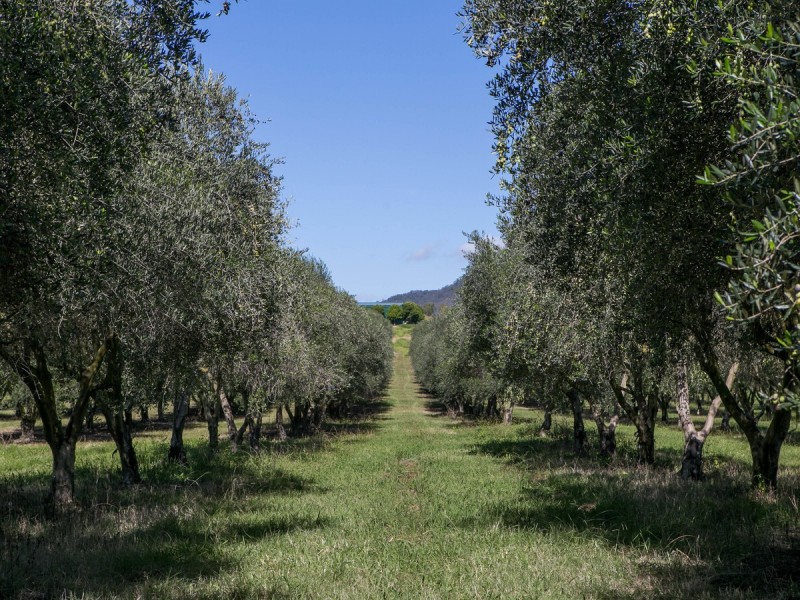 534 Oakey Creek Road, Pokolbin NSW 2320