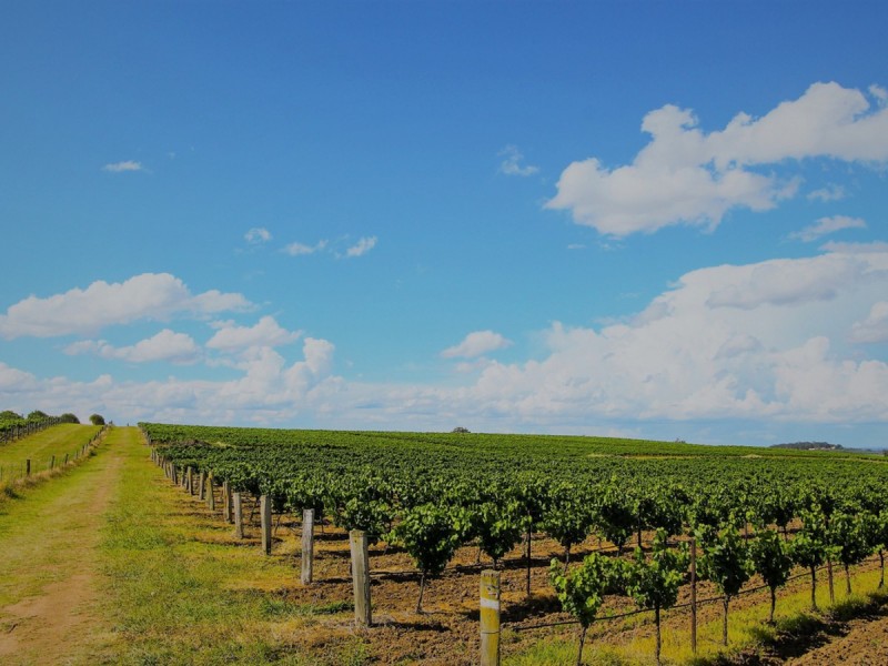 534 Oakey Creek Road, Pokolbin NSW 2320