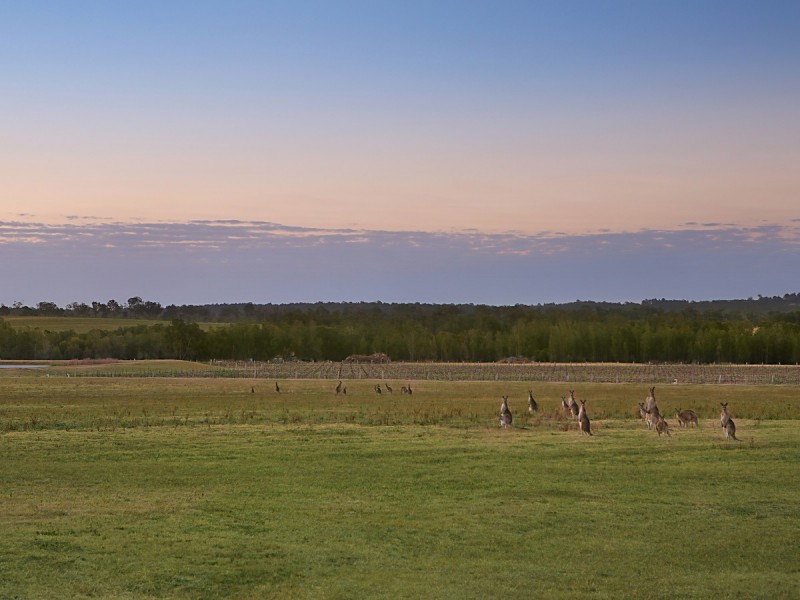 223 Deasys Road, Pokolbin NSW 2320