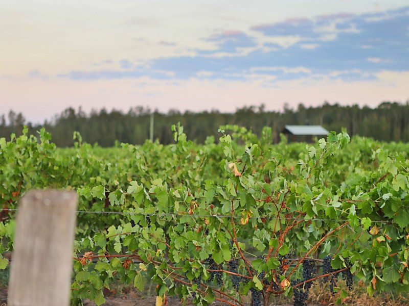 223 Deasys Road, Pokolbin NSW 2320