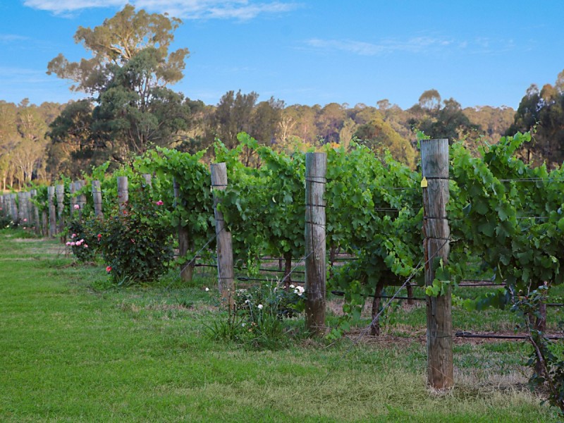 28 Racecourse Lane, Pokolbin NSW 2320