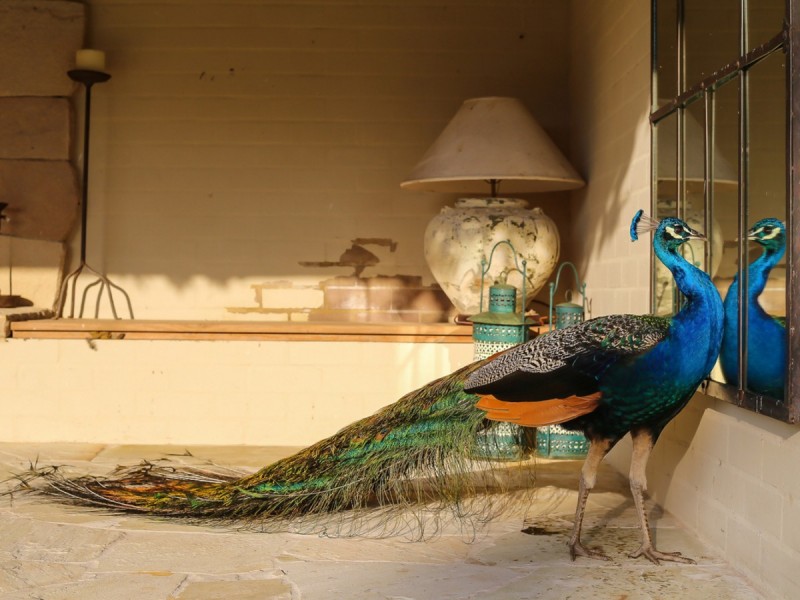 712 Wollombi Road, Broke NSW 2330