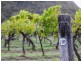 420 Milbrodale Road, Broke NSW 2330