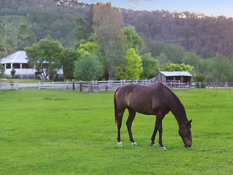 2269 Wollombi Road, Wollombi NSW 2325