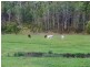 2269 Wollombi Road, Wollombi NSW 2325