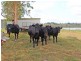 Lot 71 Ryans Road, Gillieston Heights NSW 2321