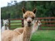 95 Q4 Private Access Road, Ellalong NSW 2325