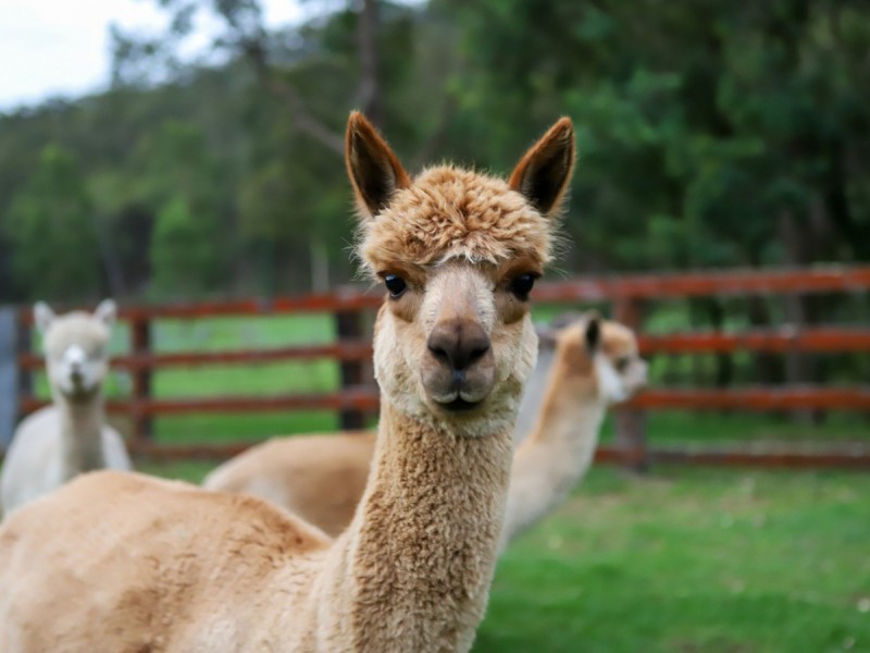 95 Q4 Private Access Road, Ellalong NSW 2325