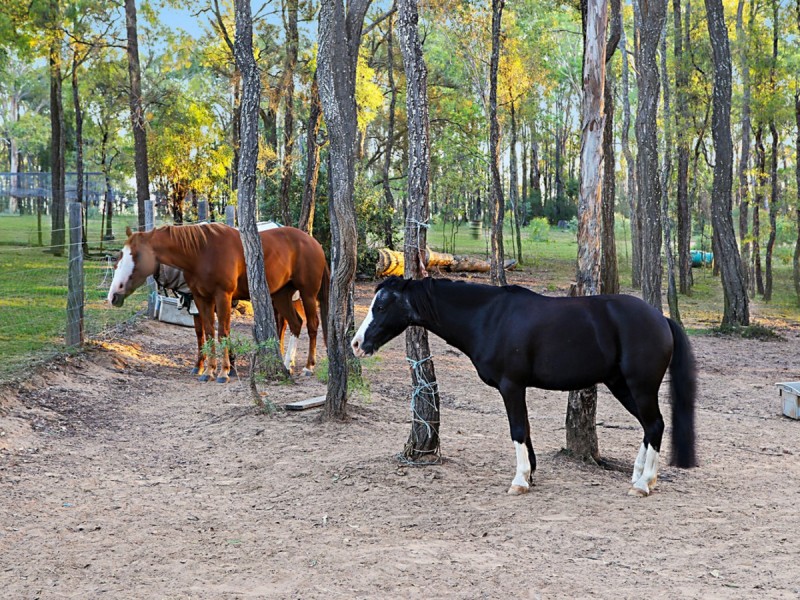 60 Blackburn Close, Lovedale NSW 2325