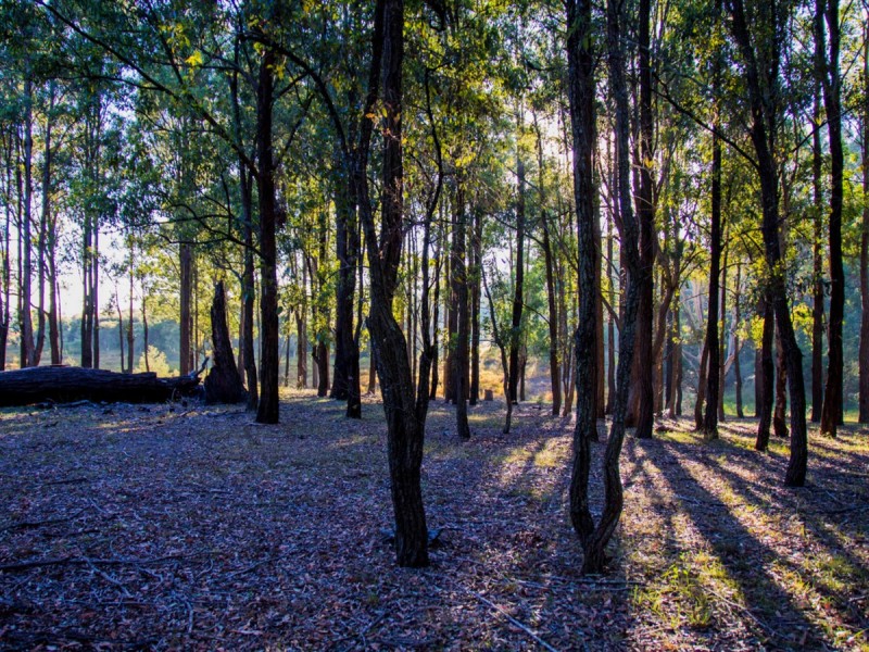 165 Sandy Creek Road, Mount Vincent NSW 2323