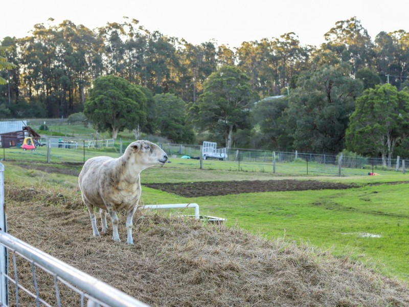 51 Caledonia Street, Kearsley NSW 2325