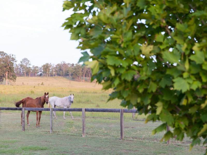 1368 Wine Country Drive, Rothbury NSW 2320